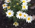 IMG_0997 daisies